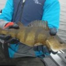 Рисунок профиля (Vetal)