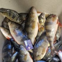 Рисунок профиля (Valerijs)