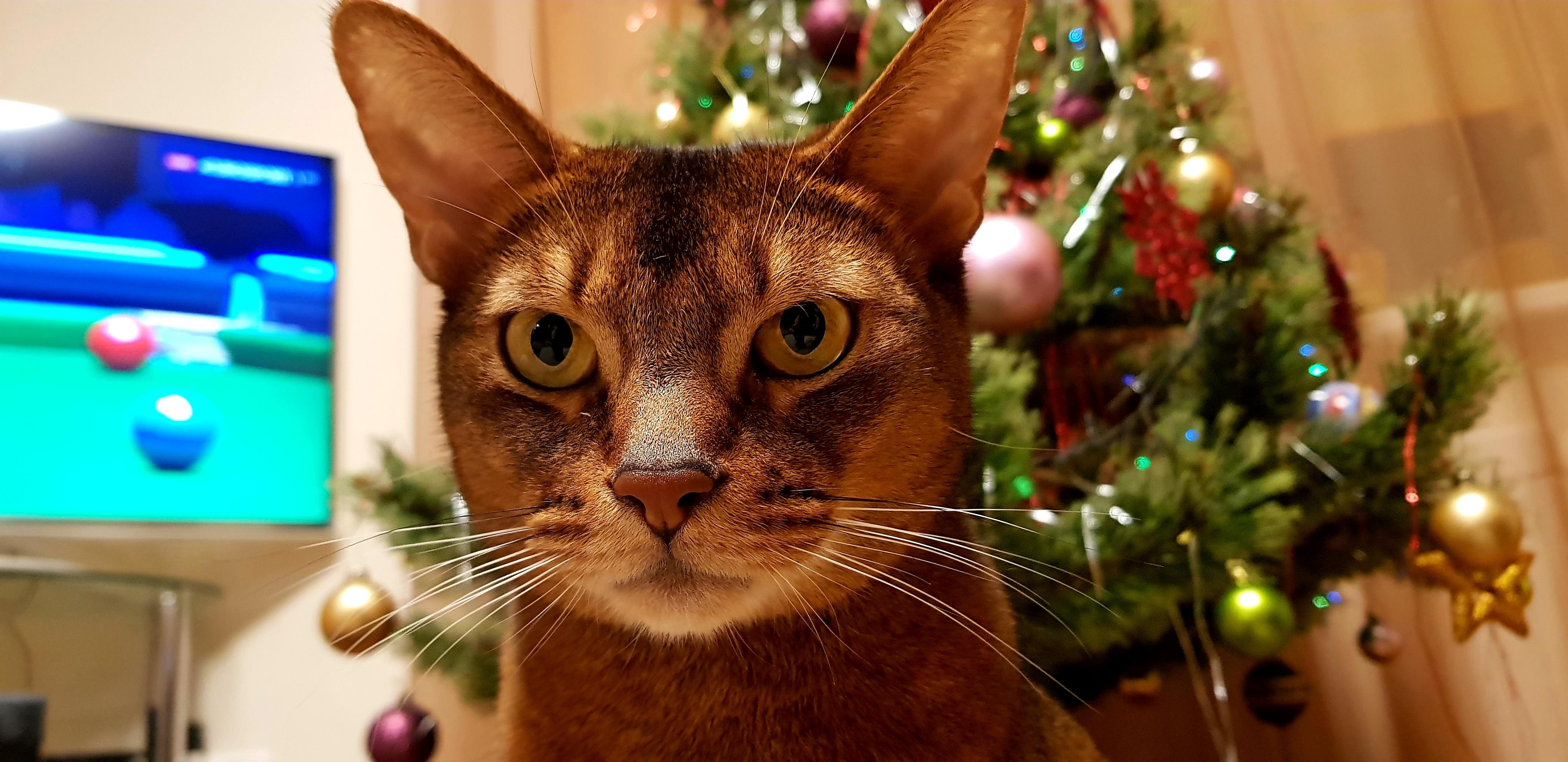 Мой..коняшка ))