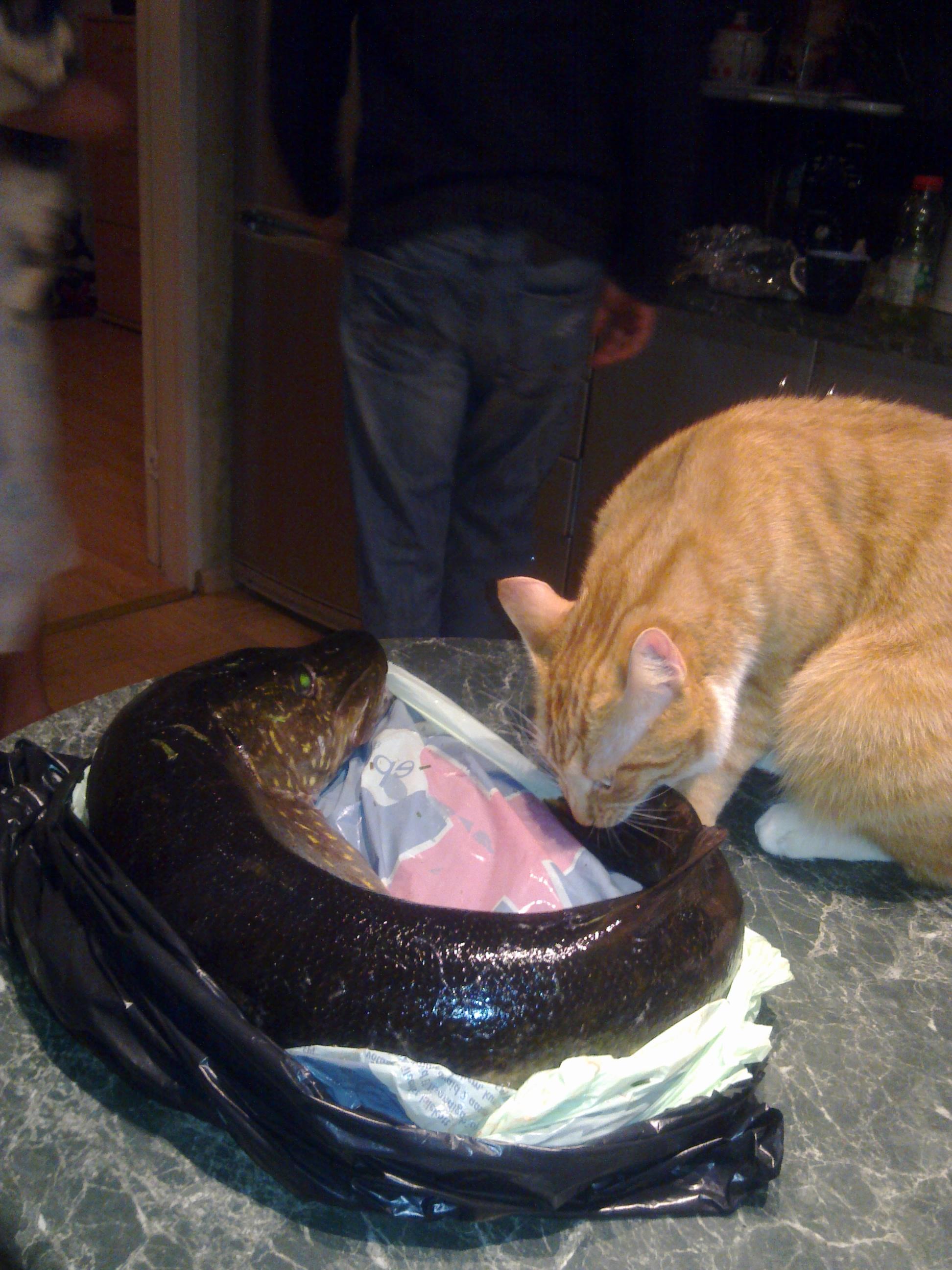 Наглая рыжая морда....