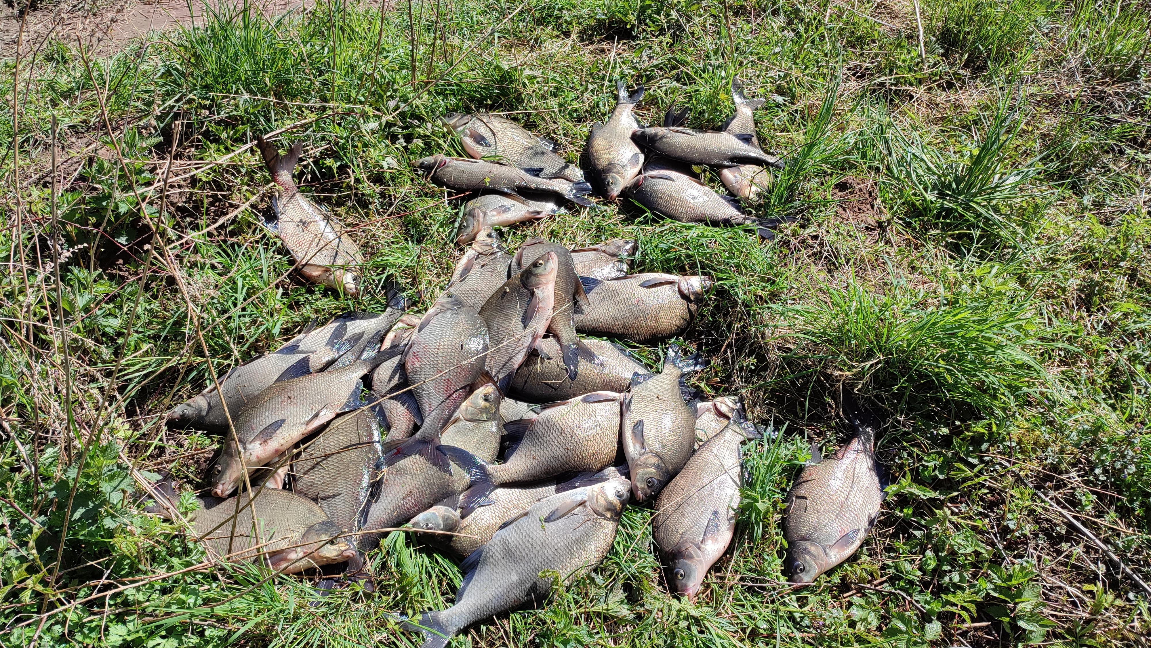 Emajõgi. С 14 на 15 мая, а ночью и утром на опарыша., ловил на плитах. Вечером клевал на опарыша с мотылём